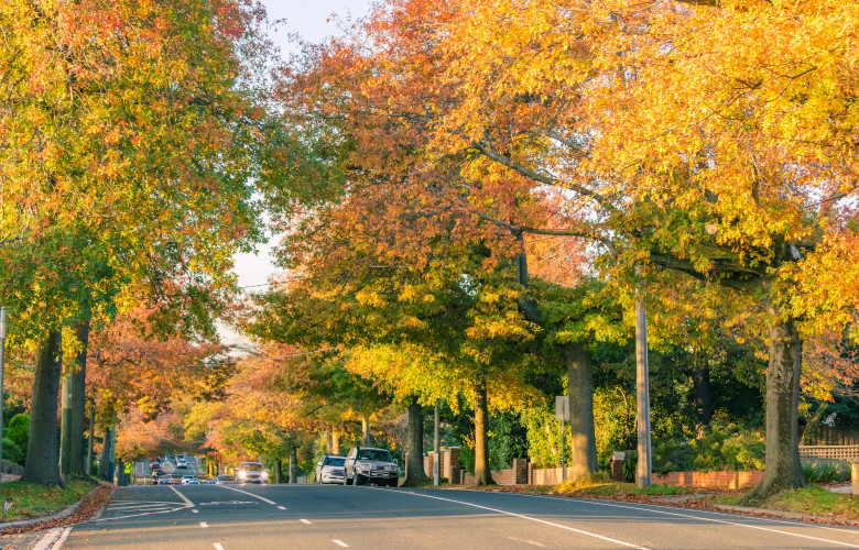 autumn