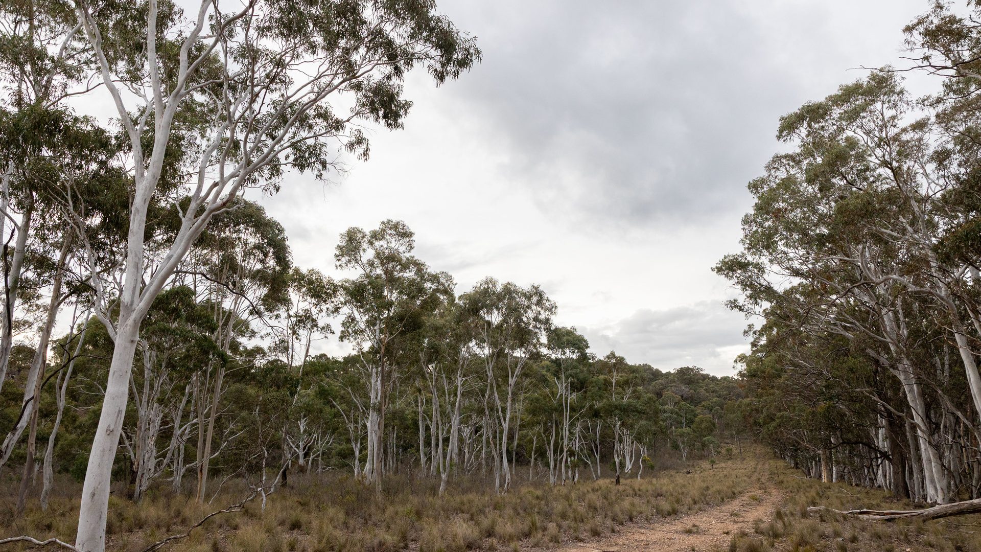 Sold -  Lot 147, 1093 Pyramul Road - New Property in Mudgee - Real Estate by Hamish Rowe