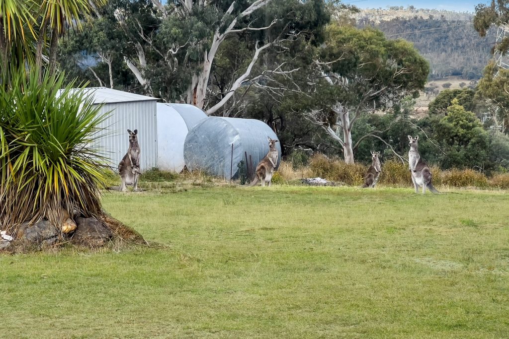 Sold - 108 Hearne Lane - New Property in Mudgee - Real Estate by Stewart Adlington
