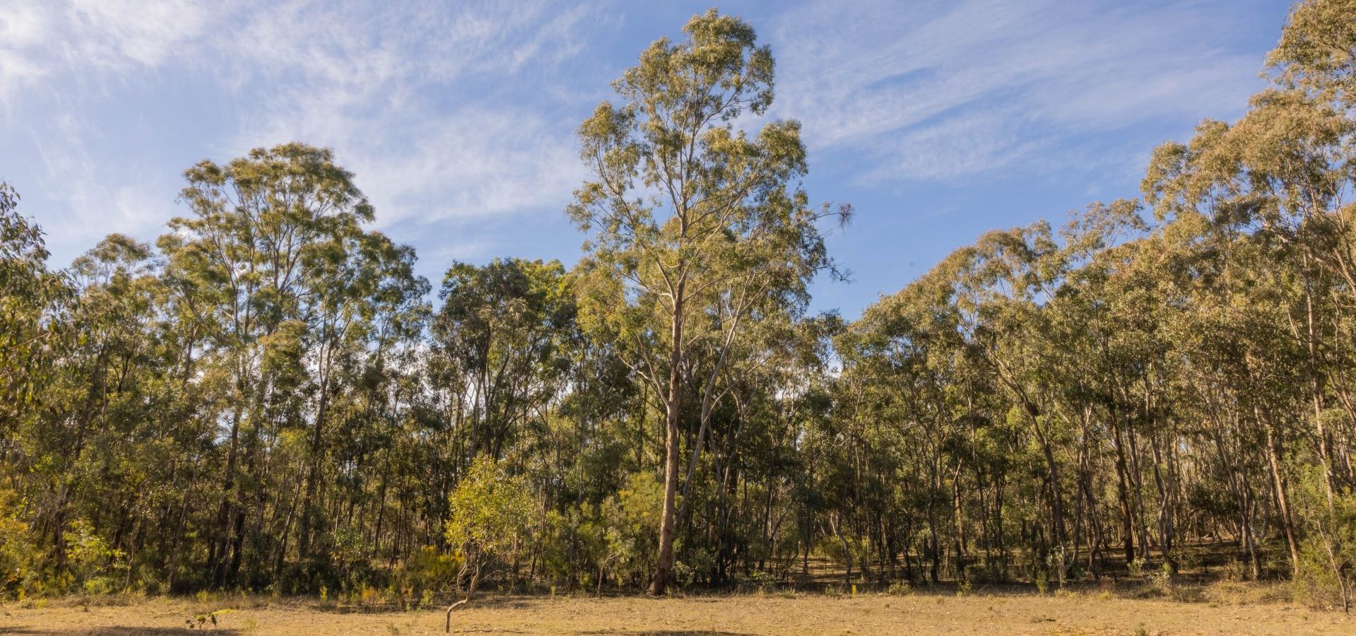 For Sale - 318 White Cedars Road - New Property in Mudgee - Real Estate by Hamish Rowe