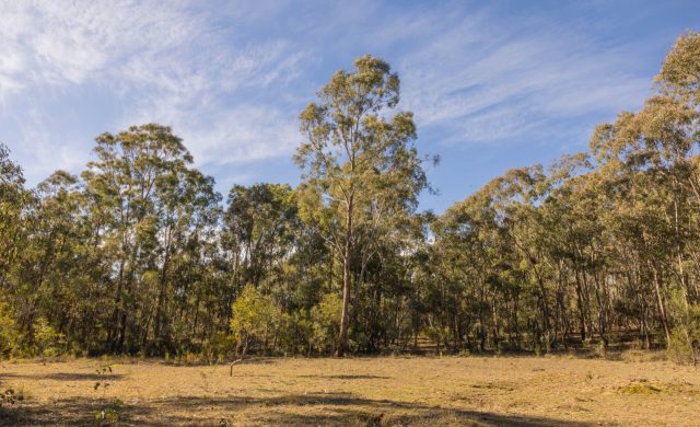 For Sale - 318 White Cedars Road - New Property in Mudgee - Real Estate by Hamish Rowe