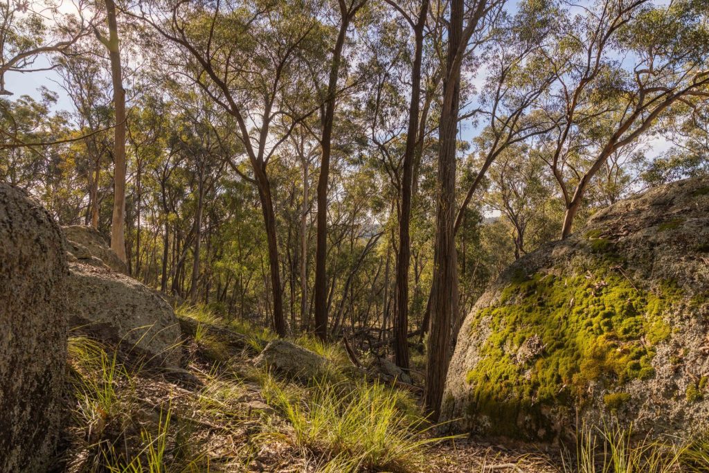For Sale - 318 White Cedars Road - New Property in Mudgee - Real Estate by Hamish Rowe
