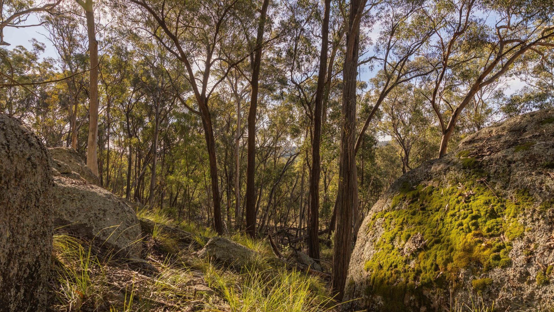 For Sale - 318 White Cedars Road - New Property in Mudgee - Real Estate by Hamish Rowe