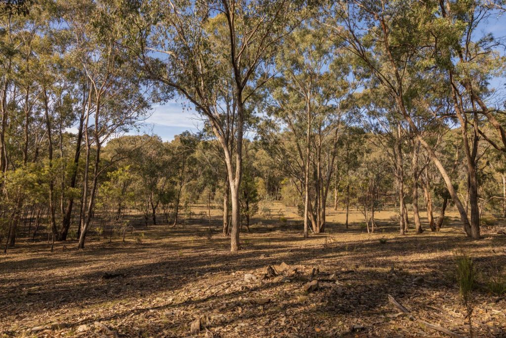 For Sale - 318 White Cedars Road - New Property in Mudgee - Real Estate by Hamish Rowe