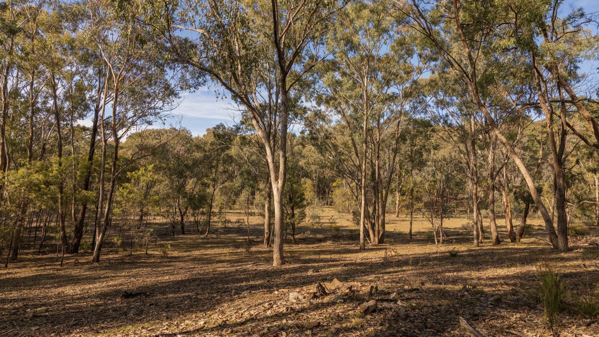 For Sale - 318 White Cedars Road - New Property in Mudgee - Real Estate by Hamish Rowe