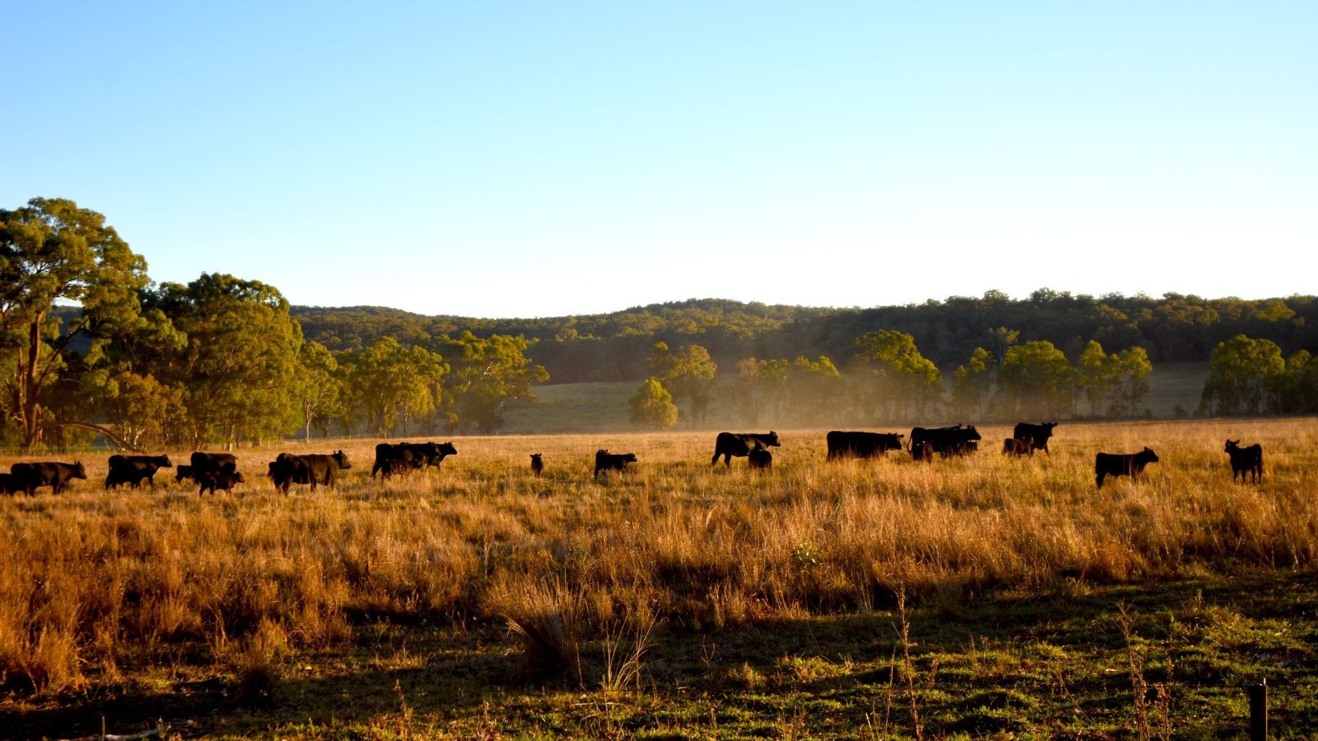 Sold - 64 Rocky Glen Lane - New Property in Mudgee - Real Estate by Stewart Adlington