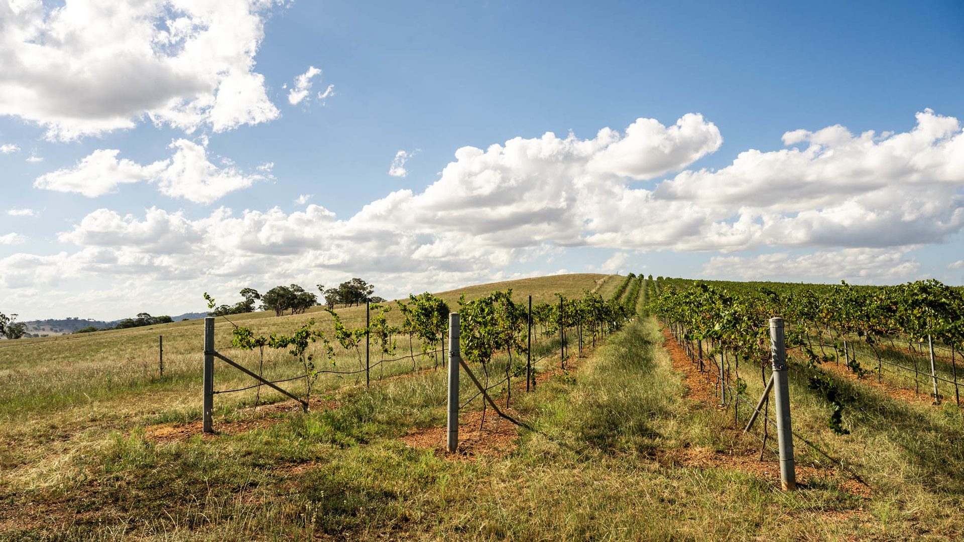 Sold - 319 Tinja Lane - New Property in Mudgee - Real Estate by Adam Woods