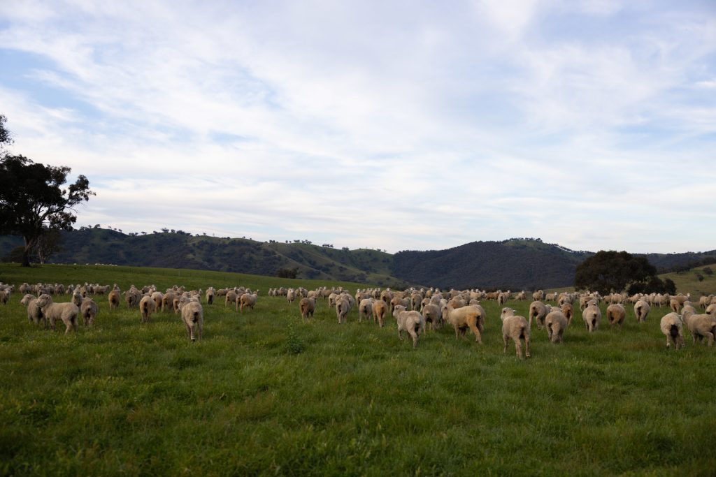 Sold - 1933 Ullamalla Road, Ullamalla via - New Property in Mudgee - Real Estate by Adam Woods