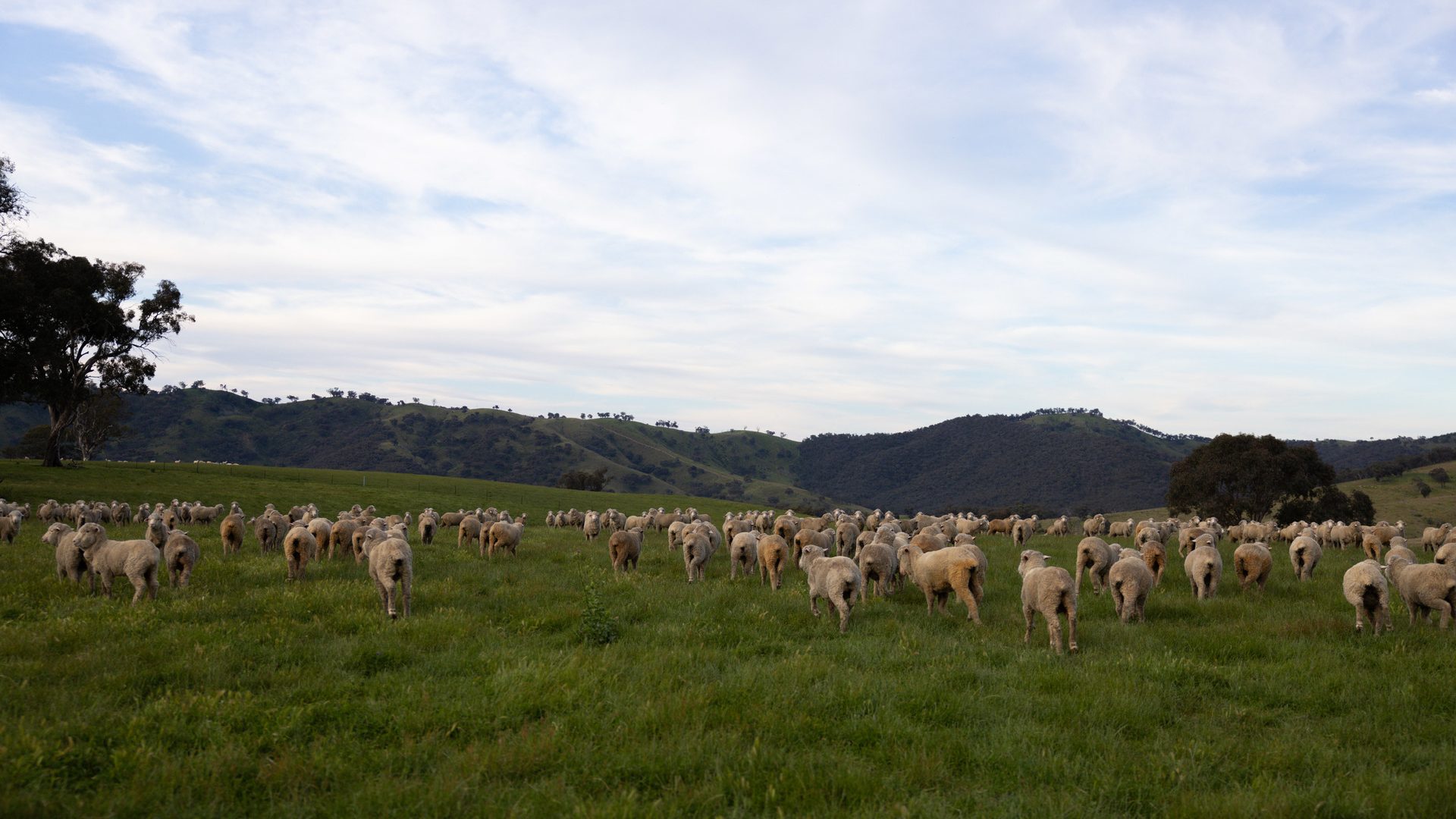 Sold - 1933 Ullamalla Road, Ullamalla via - New Property in Mudgee - Real Estate by Adam Woods
