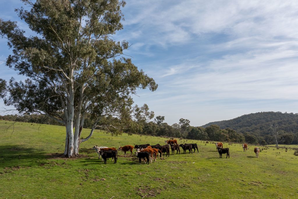 Sold - 528 Gundowda Road - New Property in Mudgee - Real Estate by Hamish Rowe