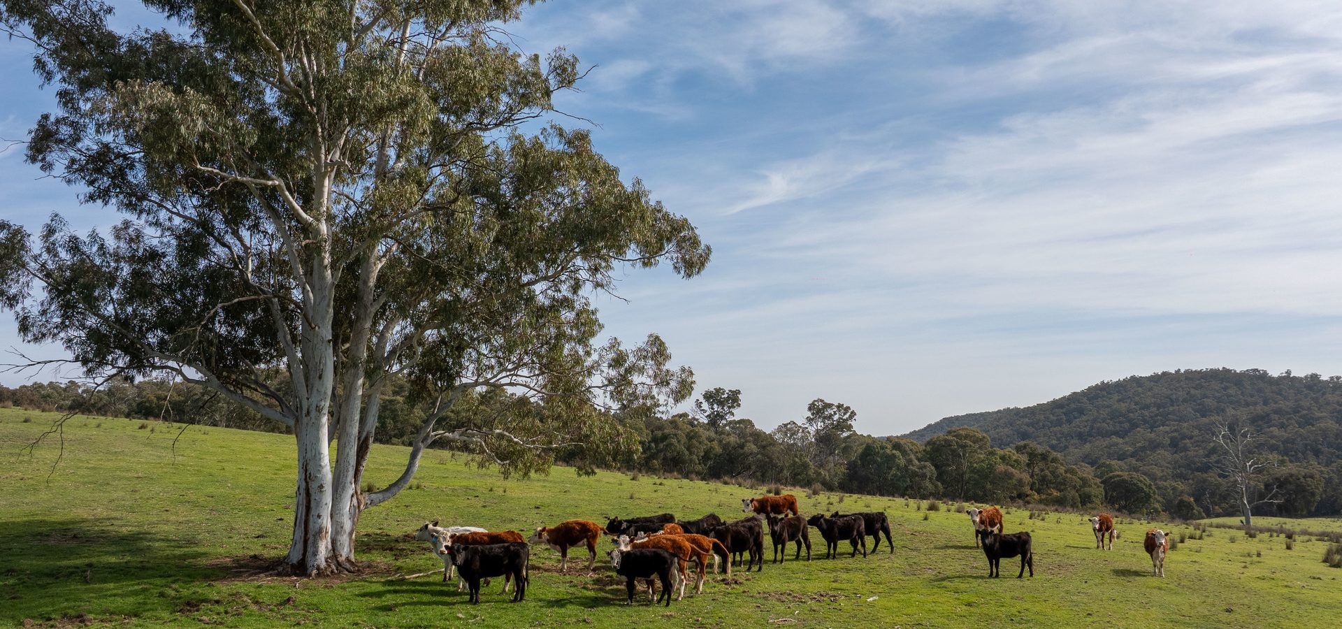 Sold - 528 Gundowda Road - New Property in Mudgee - Real Estate by Hamish Rowe