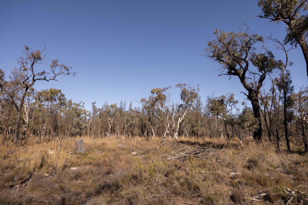 For Sale - 250 Springwood Park Road - New Property in Gulgong - Real Estate by Hamish Rowe