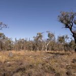 250 Springwood Park Road Gulgong NSW 2852 AUS