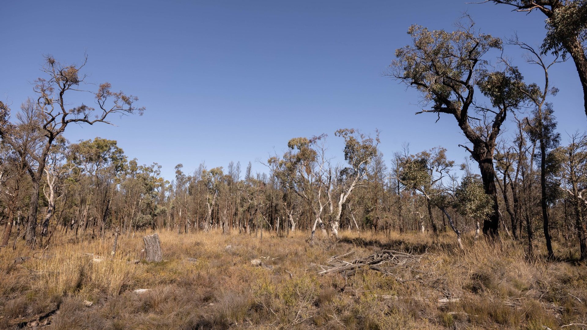 For Sale - 250 Springwood Park Road - New Property in Gulgong - Real Estate by Hamish Rowe