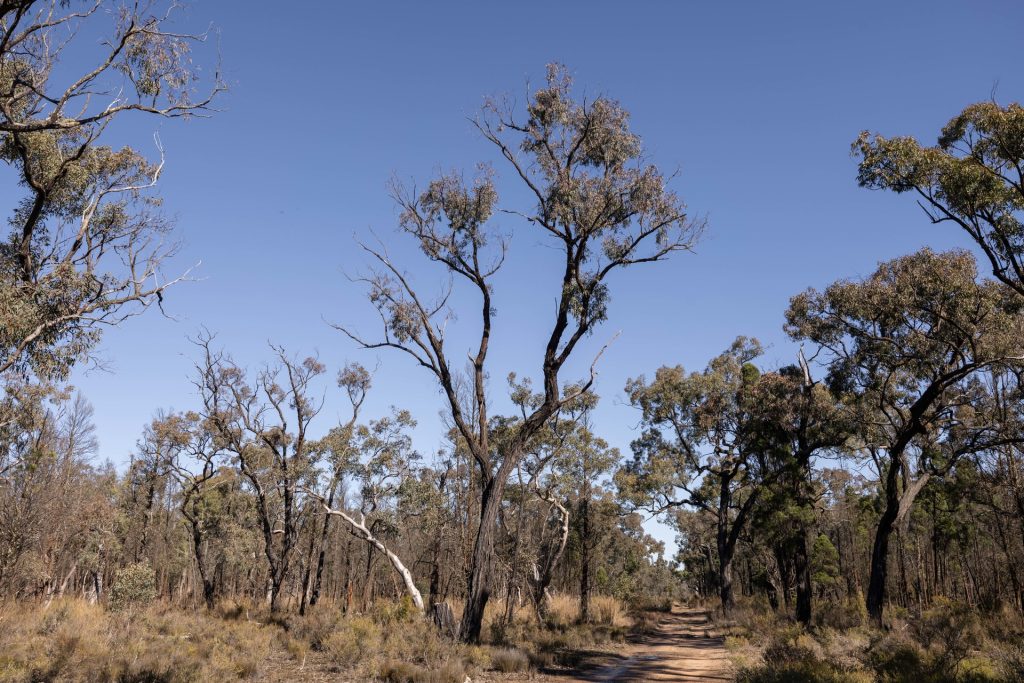 For Sale - 250 Springwood Park Road - New Property in Gulgong - Real Estate by Hamish Rowe