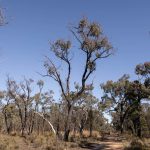 250 Springwood Park Road Gulgong NSW 2852 AUS