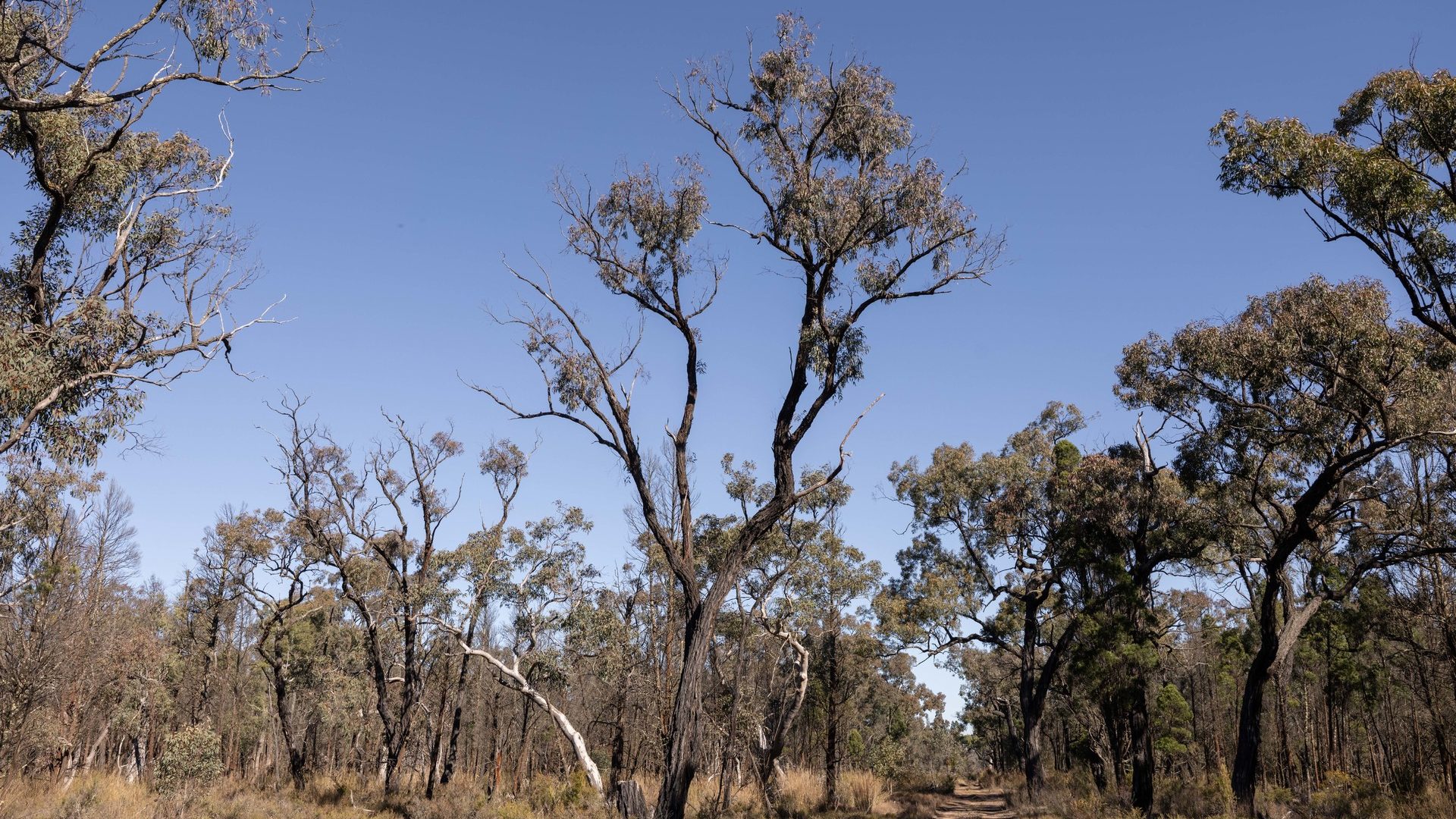 For Sale - 250 Springwood Park Road - New Property in Gulgong - Real Estate by Hamish Rowe