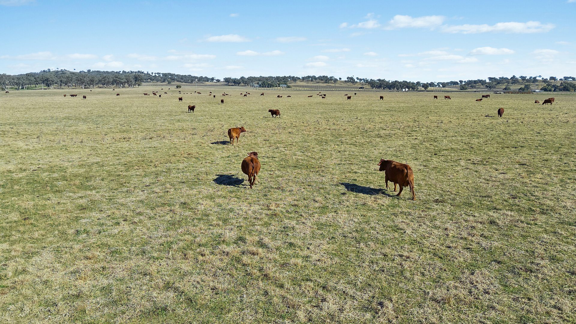 Sold -  Lots 120 - 125 Of 2357 Henry Lawson Drive - New Property in Gulgong - Real Estate by Stewart Adlington