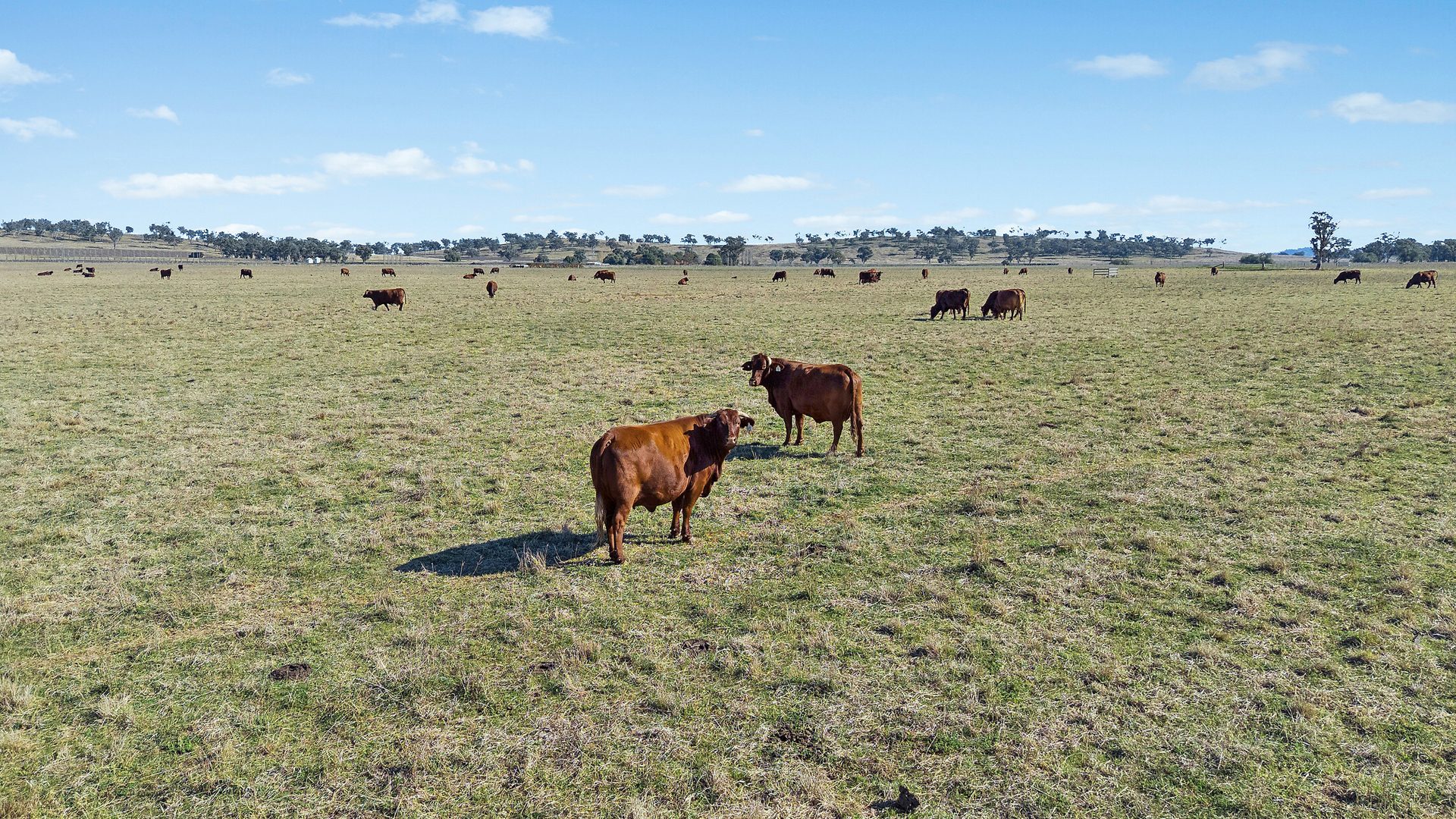 Sold -  Lots 120 - 125 Of 2357 Henry Lawson Drive - New Property in Gulgong - Real Estate by Stewart Adlington