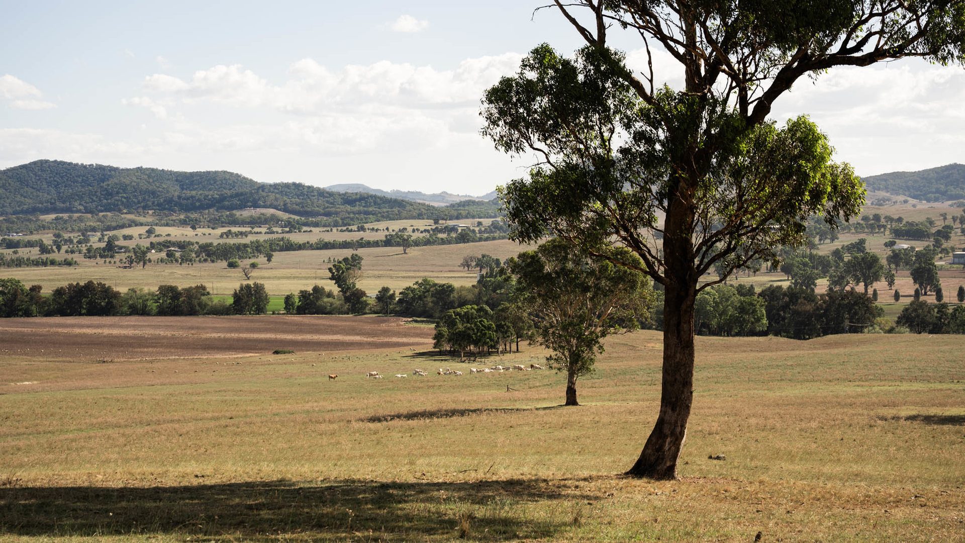 Sold - 321 Tinja Lane - New Property in Mudgee - Real Estate by Adam Woods