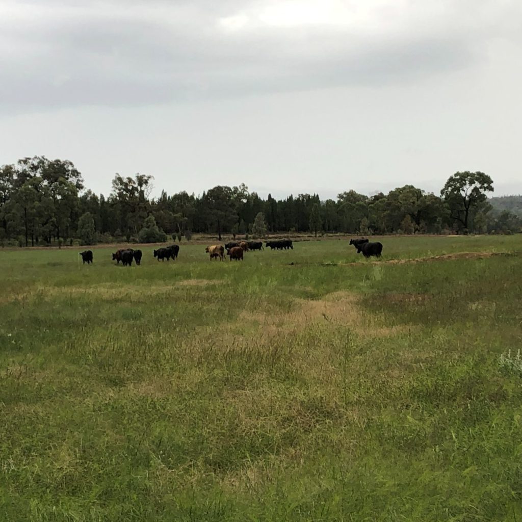 Sold - 1920 Castlereagh Highway - New Property in Dunedoo - Real Estate by Stewart Adlington