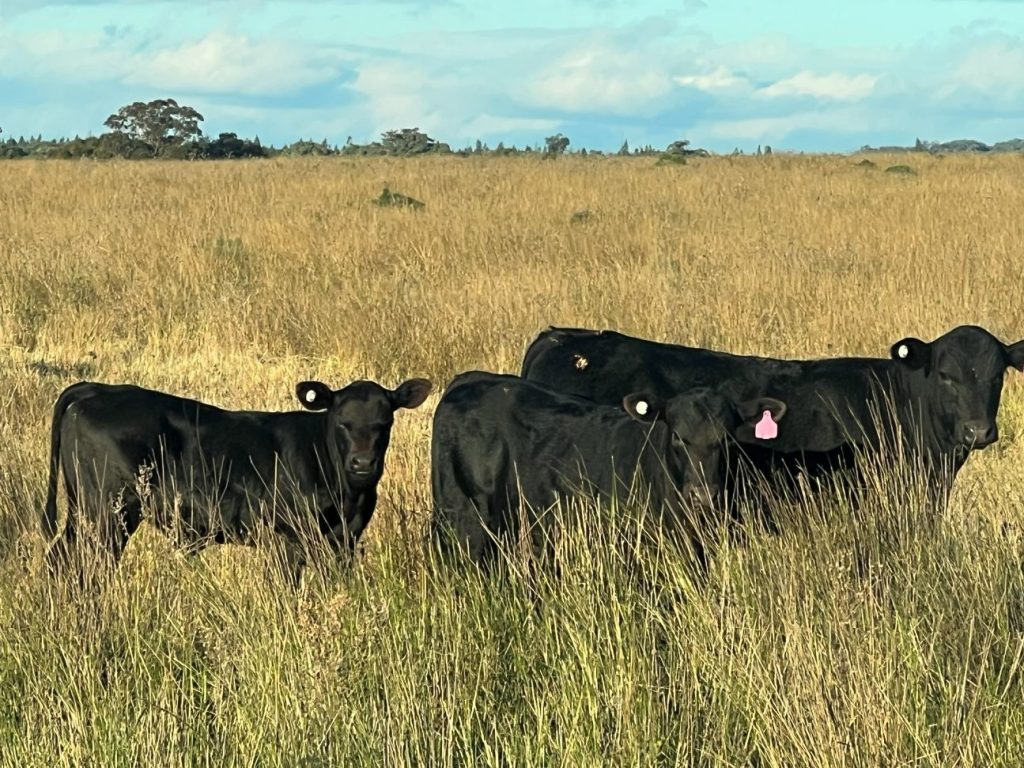 Sold - 1920 Castlereagh Highway - New Property in Dunedoo - Real Estate by Stewart Adlington