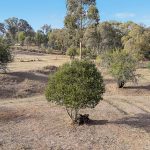 78 Waterworks Road Mudgee NSW 2850 AUS