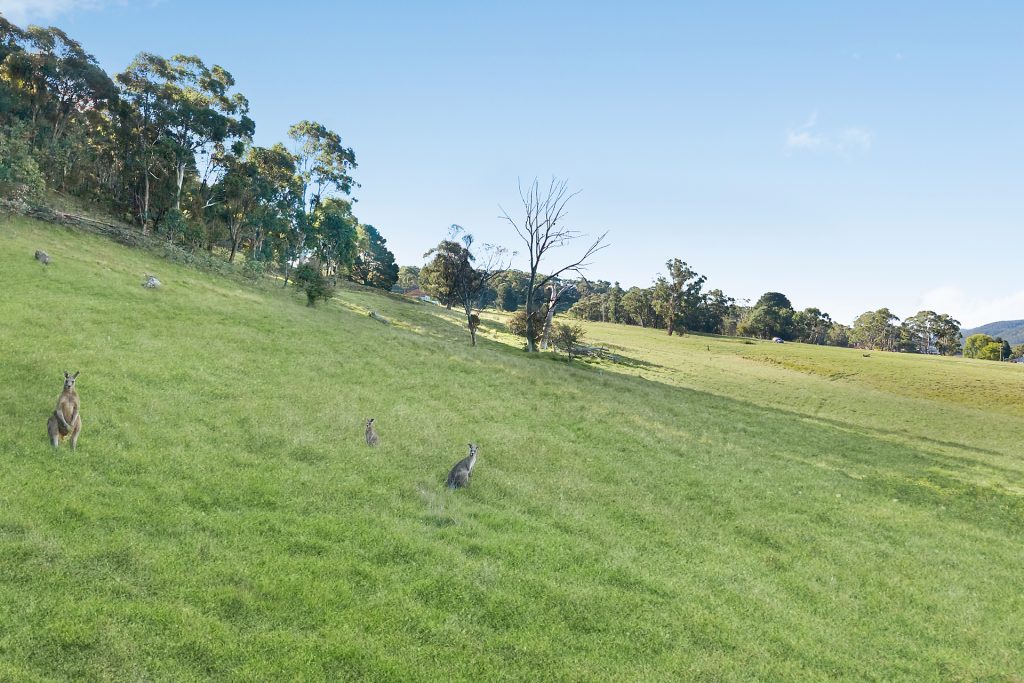 For Sale - 111 Magpie Hollow Road - New Property in Lithgow - Real Estate by Stacey Field