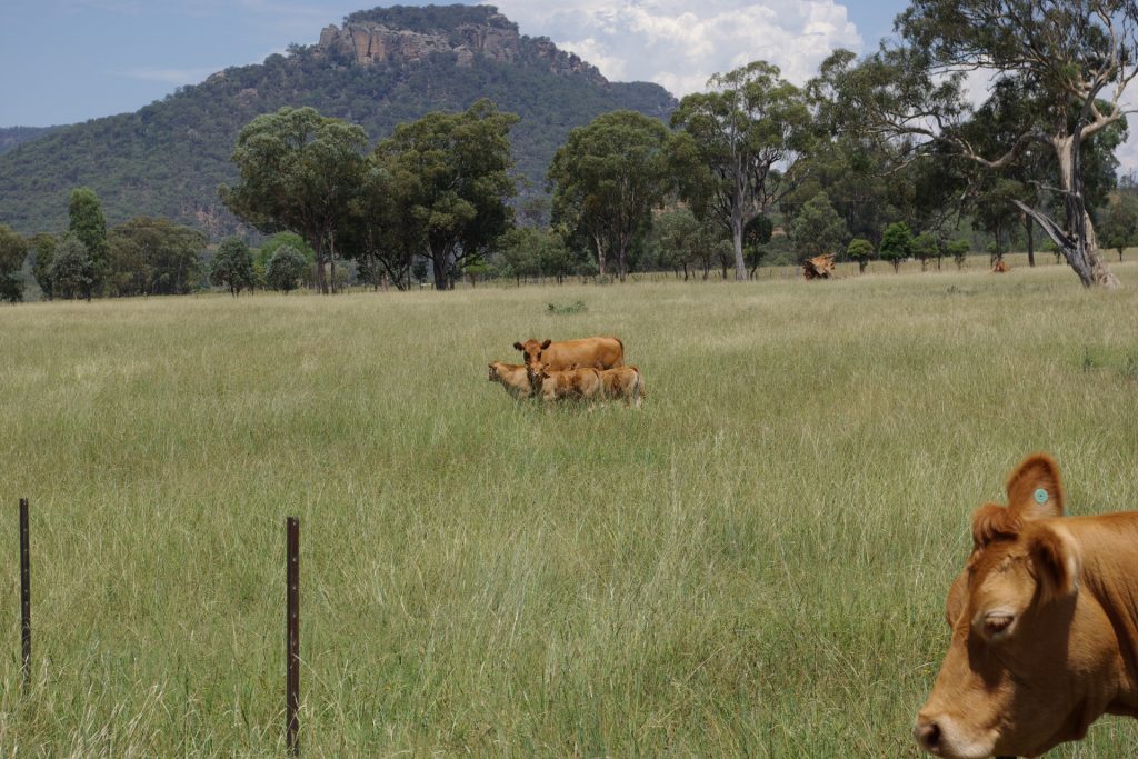 Sold - Lot 1, 277 Noola Road - New Property in Rylstone - Real Estate by Stewart Adlington