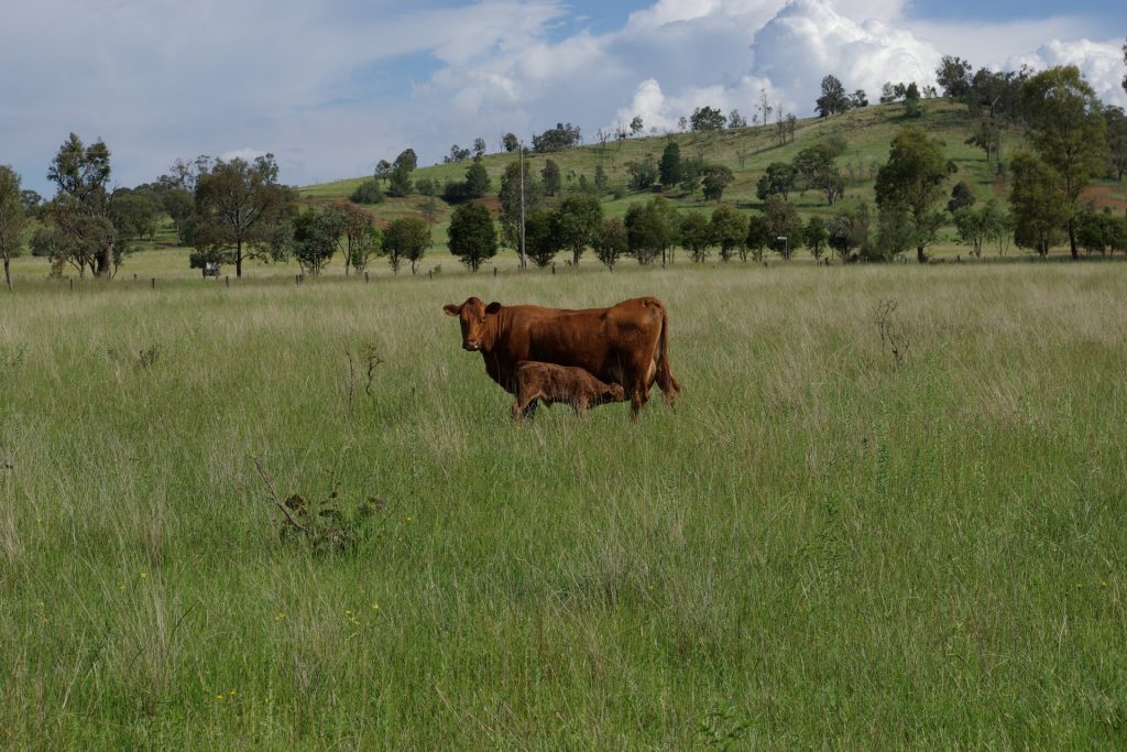 Sold - Lot 1, 277 Noola Road - New Property in Rylstone - Real Estate by Stewart Adlington