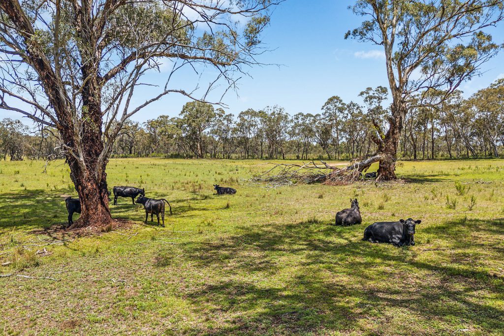 Sold - 260 Pinnacle Swamp Road - New Property in Rylstone - Real Estate by  