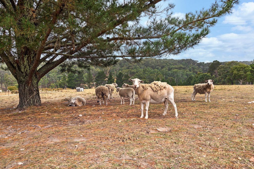 Sold - 768 Bocoble Road - New Property in Mudgee - Real Estate by Adam Sutherland