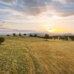 705 Springfield Lane Gulgong NSW 2852 AUS