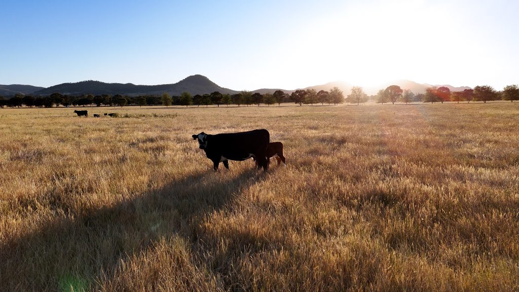 For Sale -  Lawson Estate - New Property in Mudgee - Real Estate by Adam Woods