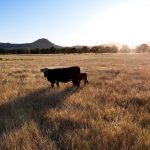 Lawson Estate Mudgee NSW 2850 AUS