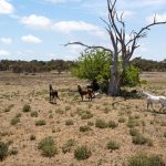 123 Norlenbah Road Mudgee NSW 2850 AUS