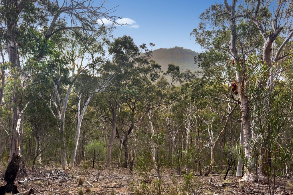 Sold - Lot 22 Glen Davis Road - New Property in Capertee - Real Estate by Stewart Adlington