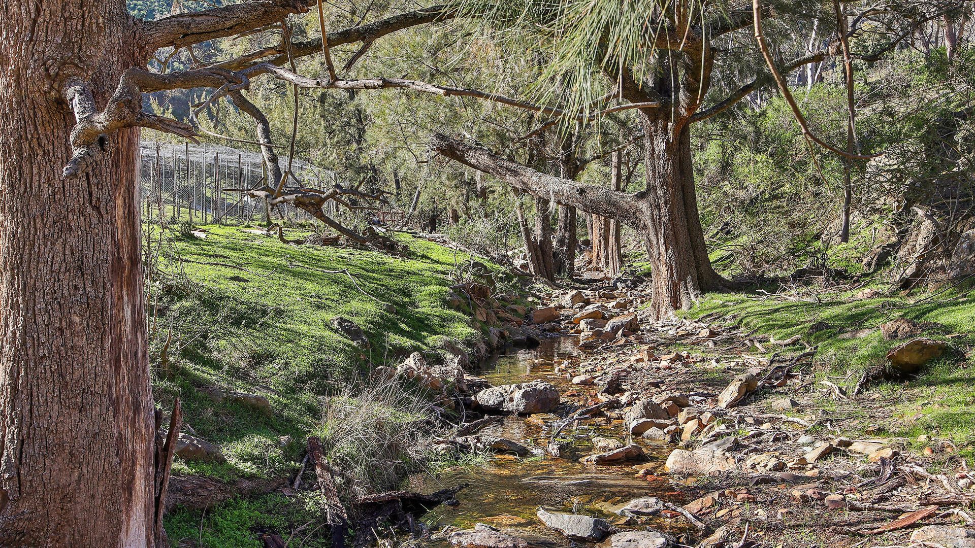 Auction - 53 Peach Tree Lane - New Property in Mudgee - Real Estate by Hamish Rowe