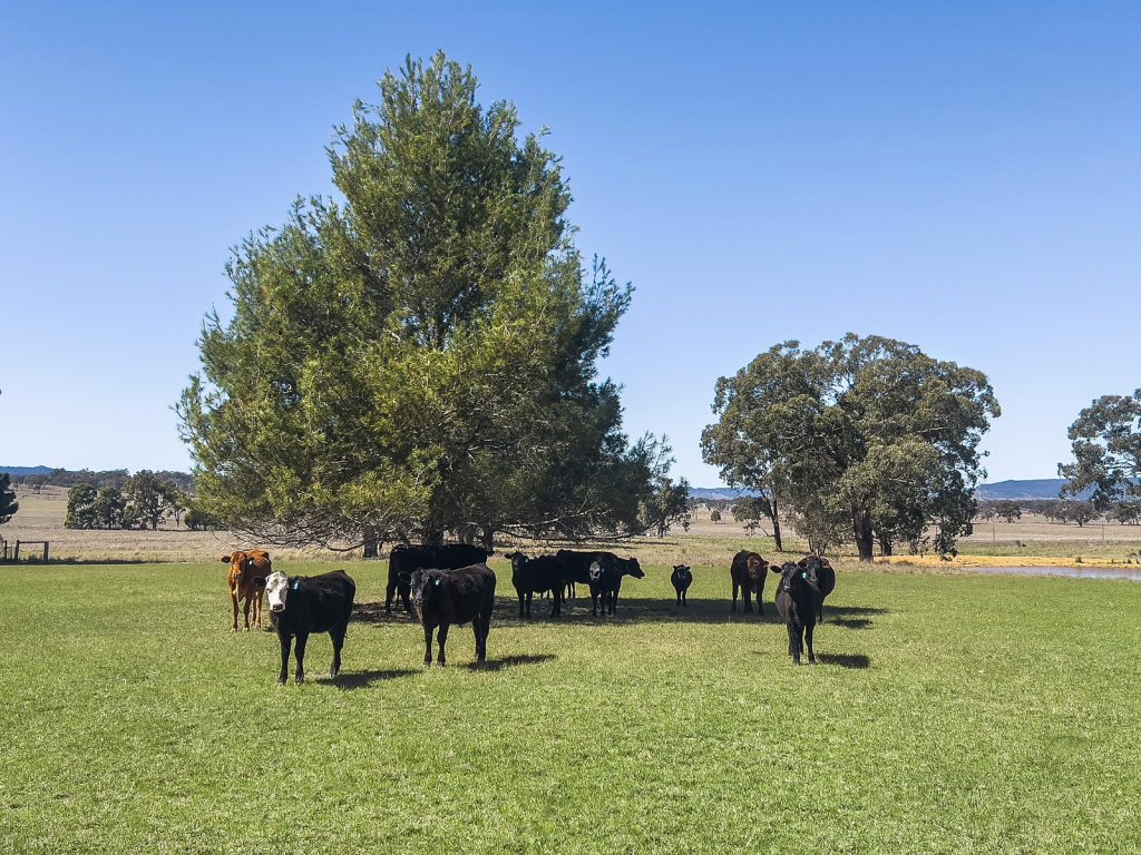 Auction - 3019 Bylong Valley Way - New Property in Rylstone - Real Estate by Stewart Adlington