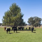 3019 Bylong Valley Way Rylstone NSW 2849 AUS