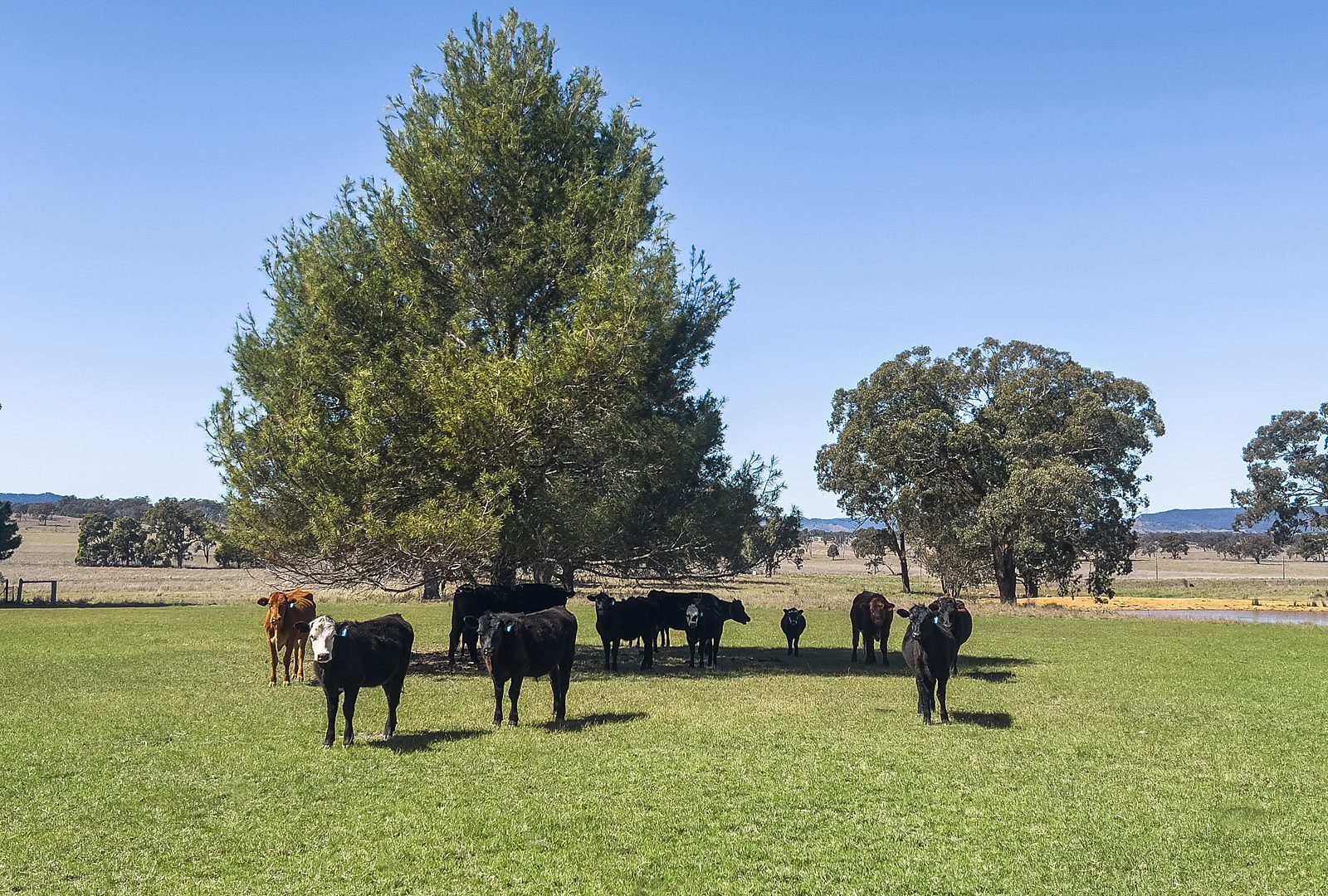 For Sale - 3019 Bylong Valley Way - New Property in Rylstone - Real Estate by Stewart Adlington