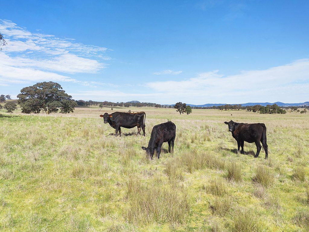 Auction - 3019 Bylong Valley Way - New Property in Rylstone - Real Estate by Stewart Adlington