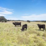 3019 Bylong Valley Way Rylstone NSW 2849 AUS