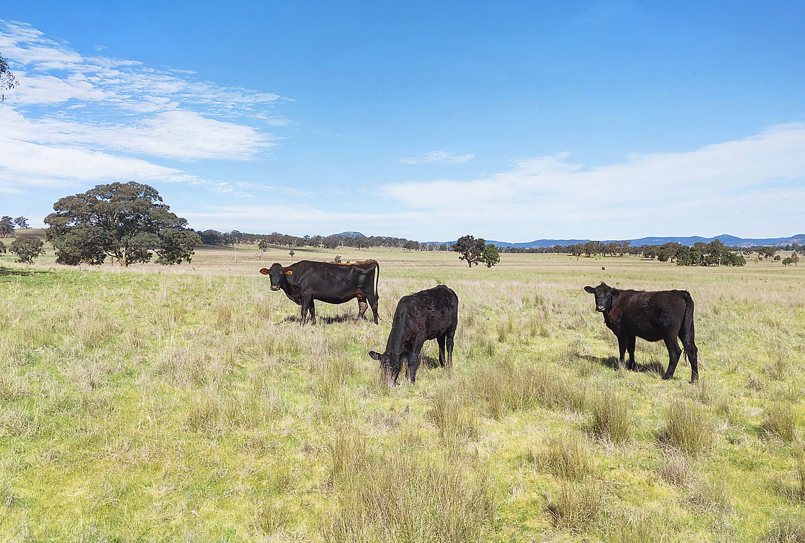 For Sale - 3019 Bylong Valley Way - New Property in Rylstone - Real Estate by Stewart Adlington