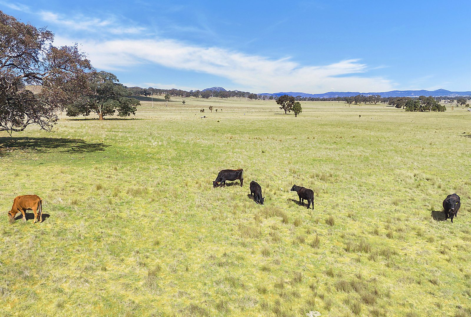 For Sale - 3019 Bylong Valley Way - New Property in Rylstone - Real Estate by Stewart Adlington