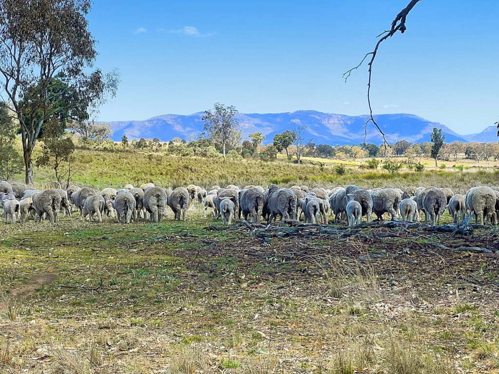 Auction - 3019 Bylong Valley Way - New Property in Rylstone - Real Estate by Stewart Adlington