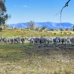 3019 Bylong Valley Way Rylstone NSW 2849 AUS