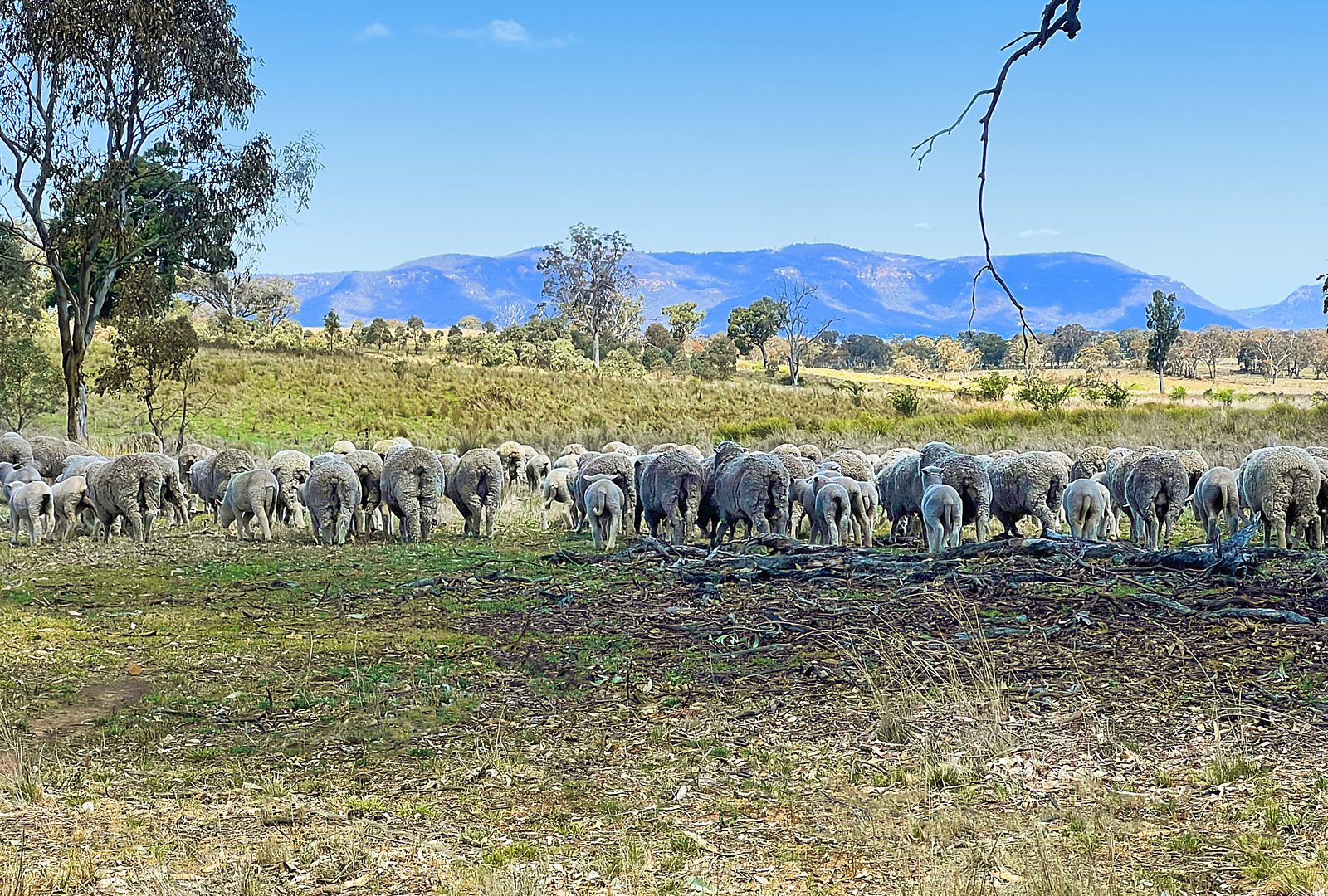 For Sale - 3019 Bylong Valley Way - New Property in Rylstone - Real Estate by Stewart Adlington